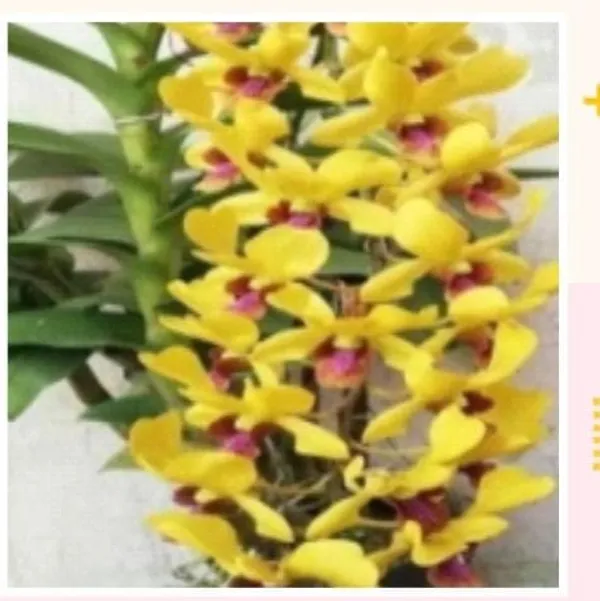 Dendrobium_mayneal_X_uralwan_(medium_size)
